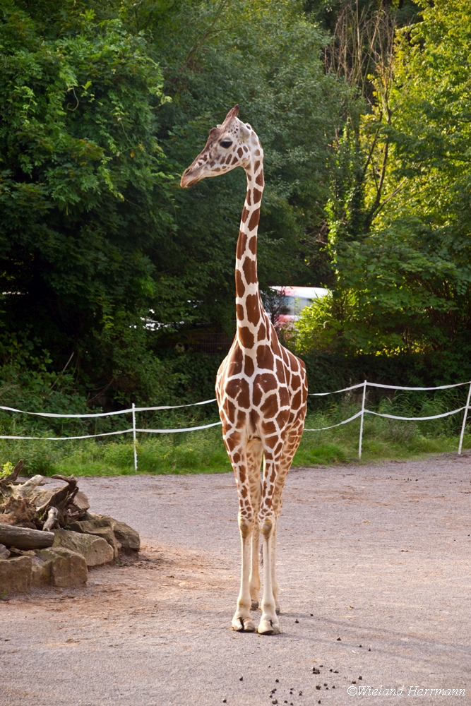 Zoo Duisburg 2010_01