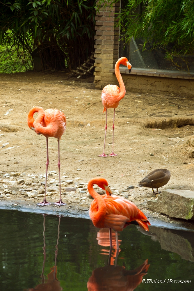 Zoo Duisburg 2010_03