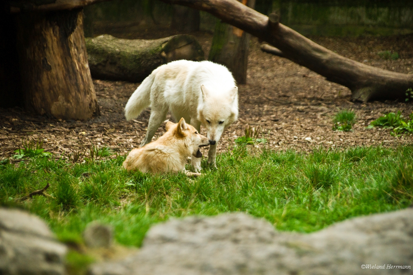 Zoo Duisburg 2010_06