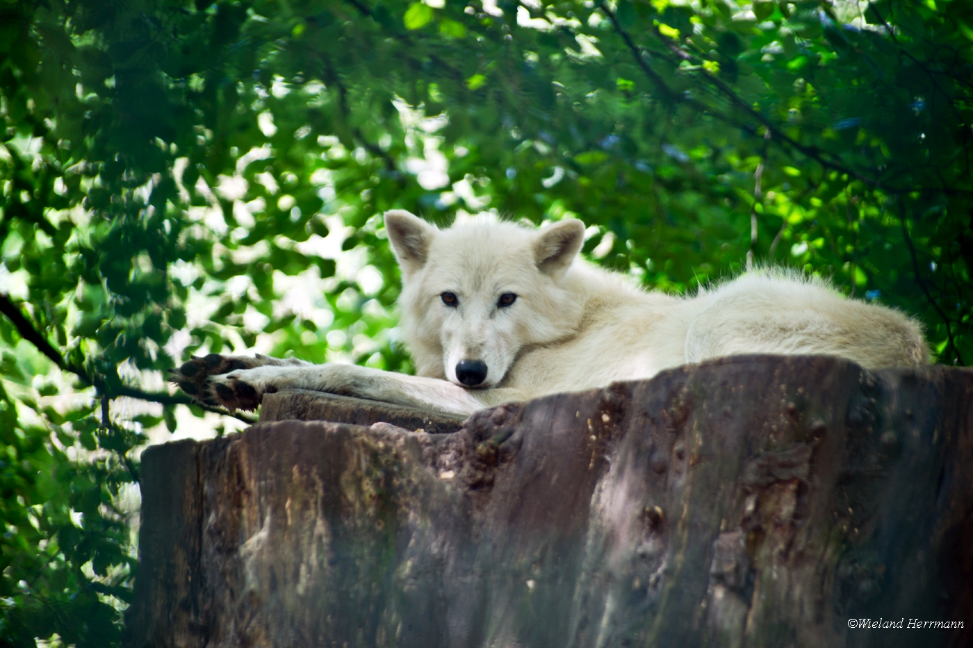 Zoo Duisburg 2010_08
