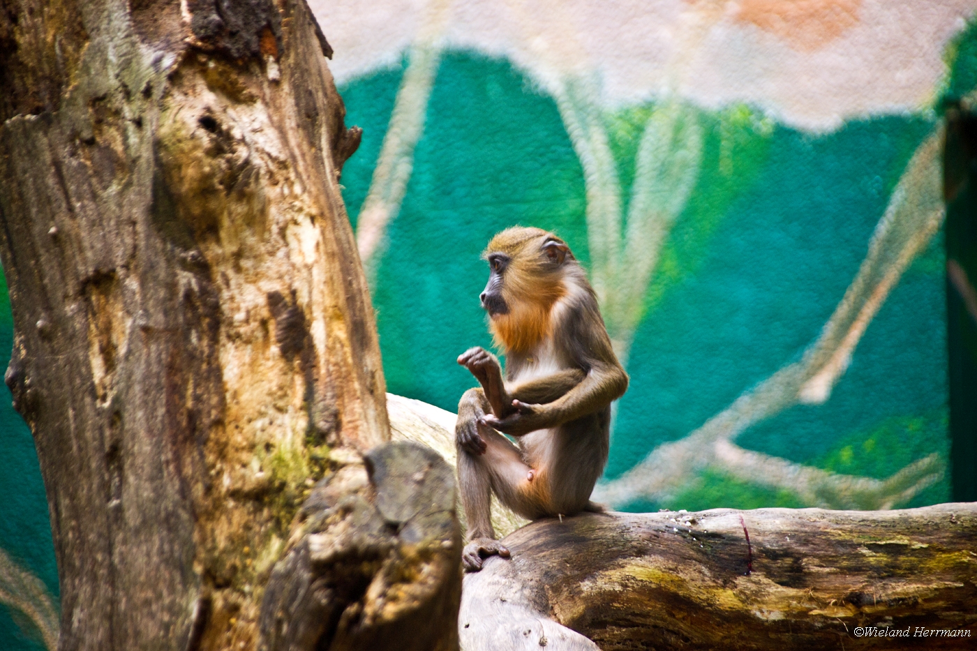 Zoo Duisburg 2010_09