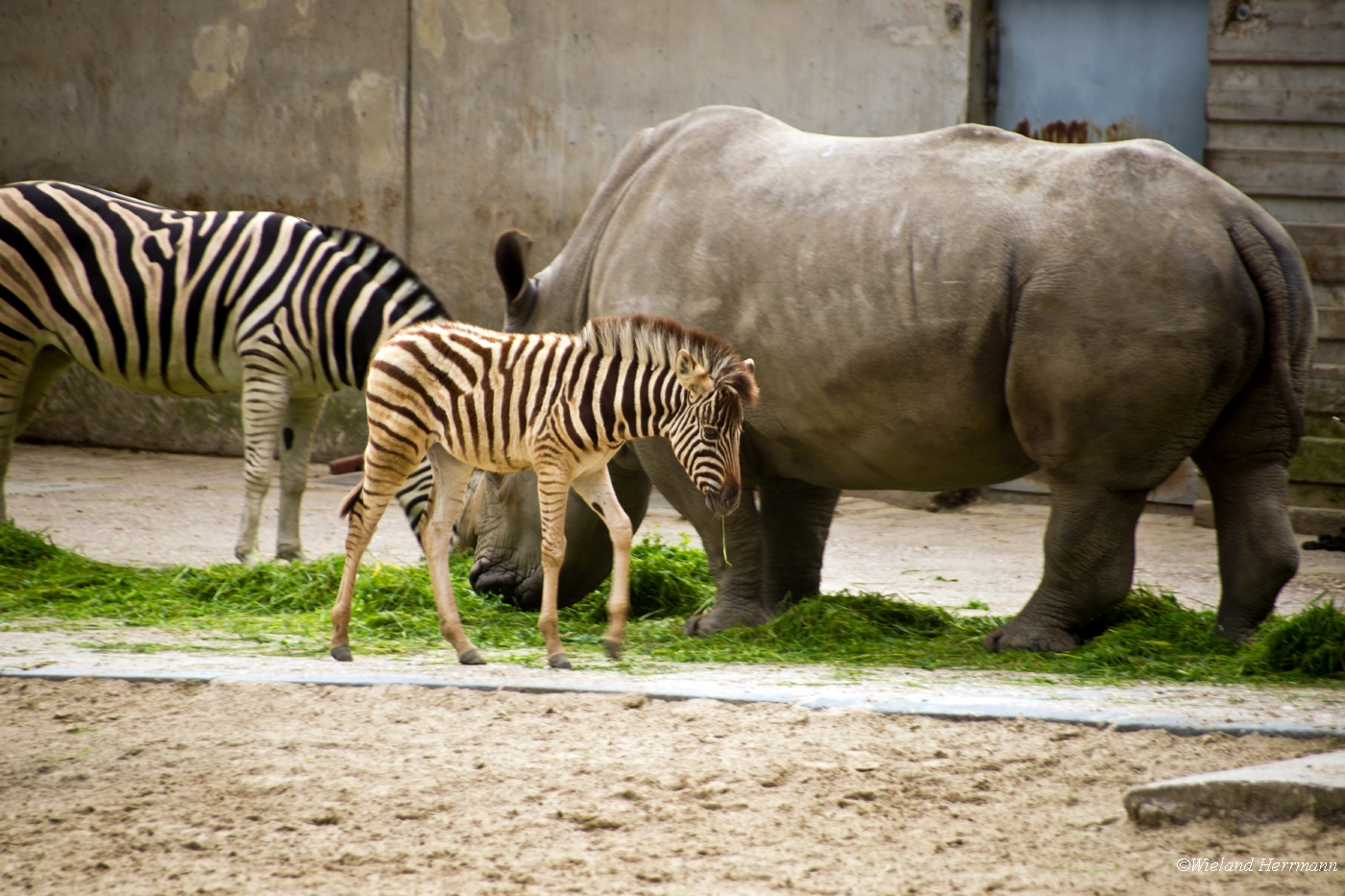 Zoo Duisburg 2010_11