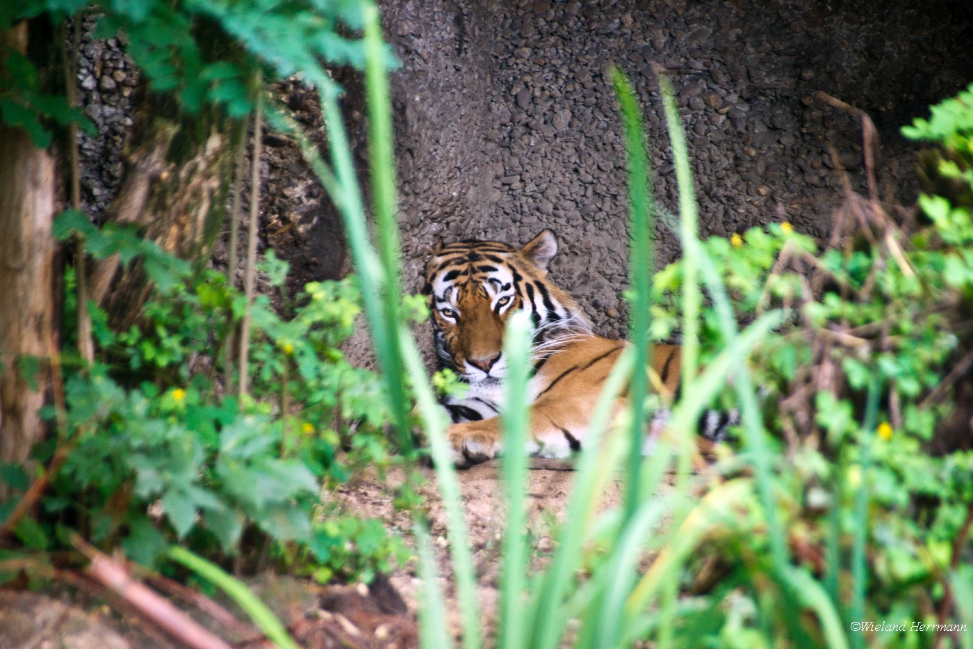 Zoo Duisburg 2010_12